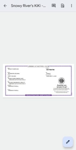 Golden Retriever Breeders (Dam) Snowy River's KiKi