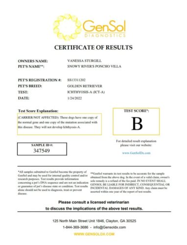 Snowy River's Poncho Villa Poncho (Sire)