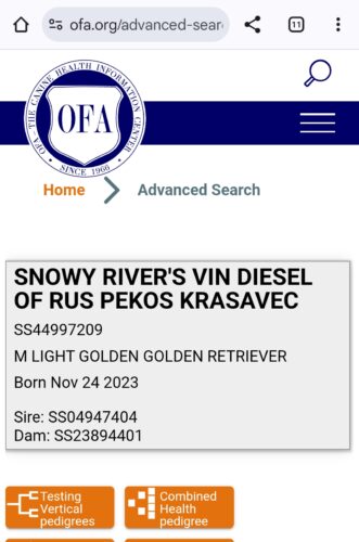 Snowy River's Vin Diesel Of Rus Pekos Krasavec (Sire)