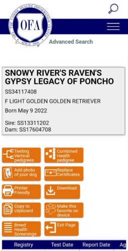 Golden Retriever Breeders (Dam) Snowy River's Raven's Gypsy Legacy Of Poncho