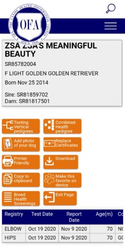 Golden Retriever Breeders (Dam) Zsa's Meaningful Beauty