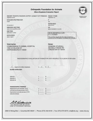 Golden Retriever Breeders (Dam) Snowy River's Raven's Gypsy Legacy Of Poncho