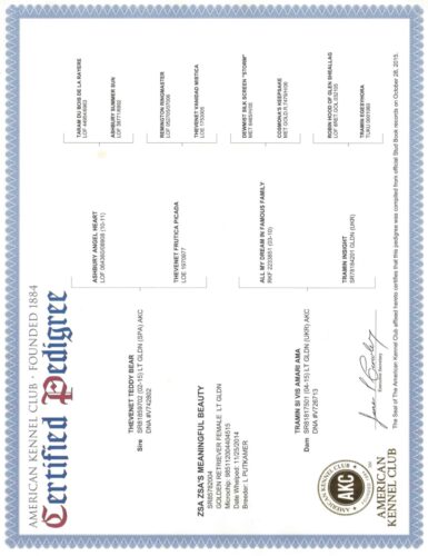 Golden Retriever Breeders (Dam) Zsa's Meaningful Beauty