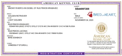 Snowy River's Vin Diesel Of Rus Pekos Krasavec (Sire)