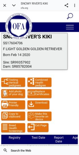 Golden Retriever Breeders (Dam) Snowy River's KiKi