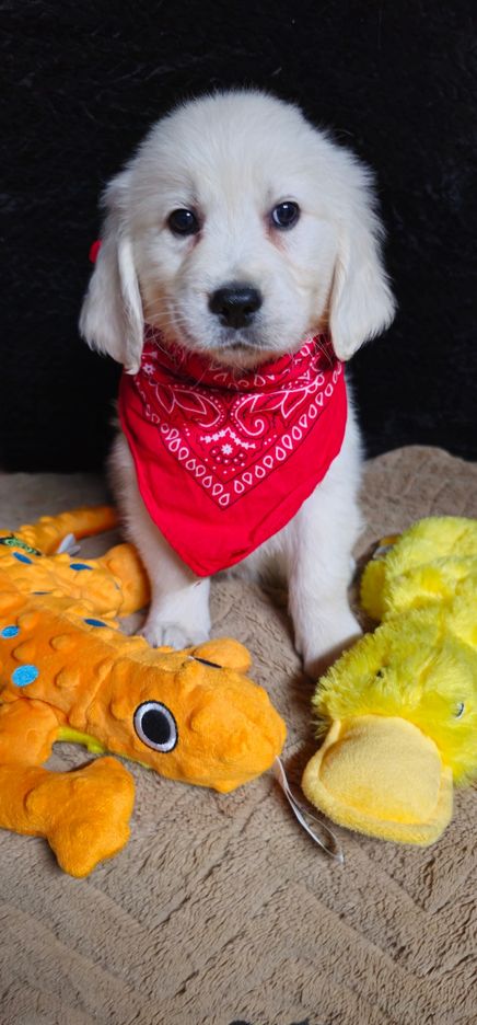 Thumper-male (Available)