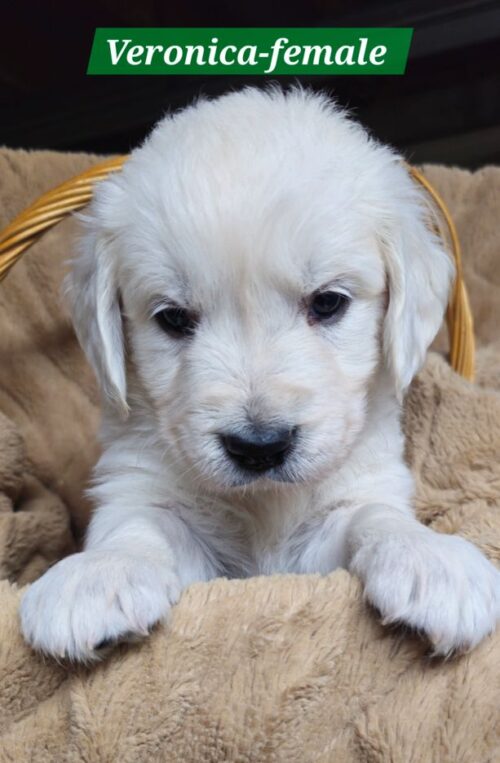 Veronica-female (Reserved)