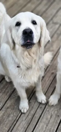 Snowy River's Willow Wind (Dam)