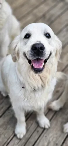 Snowy River's Willow Wind (Dam)