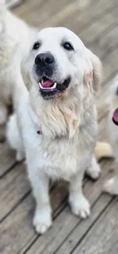 Snowy River's Willow Wind (Dam)