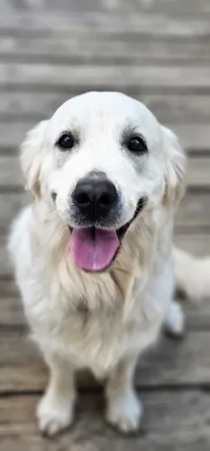 Snowy River's Willow Wind (Dam)