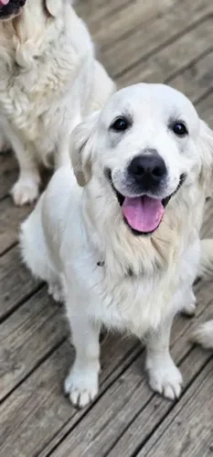 Snowy River's Willow Wind (Dam)