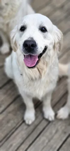 Snowy River's Willow Wind (Dam)