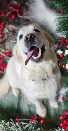 Snowy River's Willow Wind (Dam)