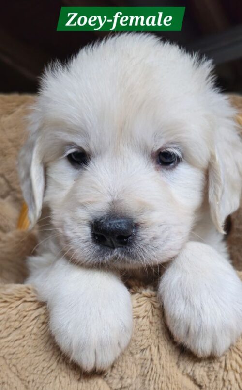 Zoey-female (Reserved)