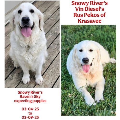 Diesel Dam: Raven Expecting puppies