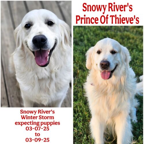 Prince Dam: Winter Expecting puppies!